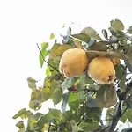 Runcina 1 סאן תאודורו