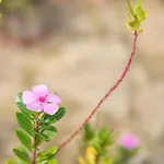 דירה Runcina 1